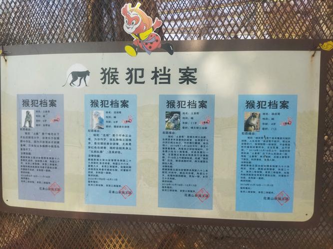 新门内部资料免费提供和车钥匙逗猴被猴抢走与猴子车钥匙